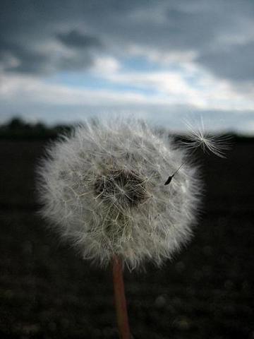 Pusteblume